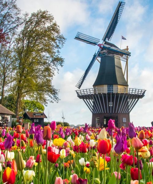 Keukenhof-6-qliwfng0a3v3c7a79u1gu10t0dszdintuha4qnap2o